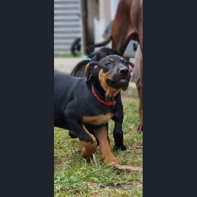 Photo of Oatis   9 Week Old Kelpie X Ridgeback (Trial)