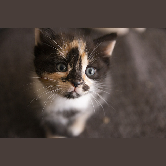 Photo of Moo Moo