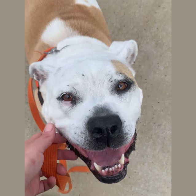 Photo of Delilah