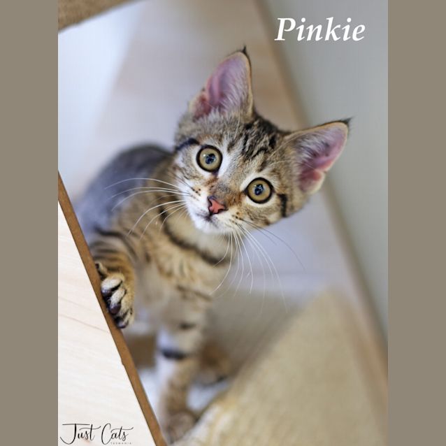 Photo of Pinkie