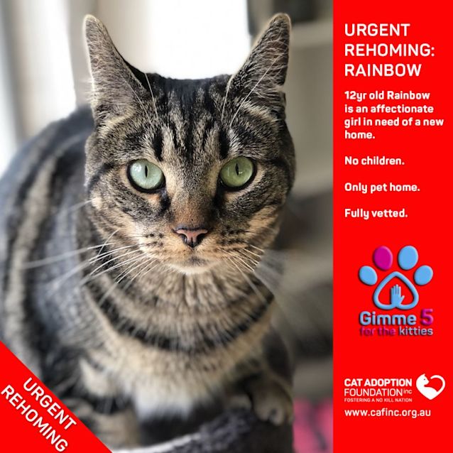 Photo of Rainbow Private Rehoming No Charge!