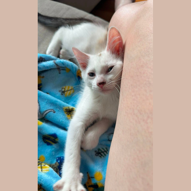 Photo of Remy & Peaches 🐈‍⬛🍑