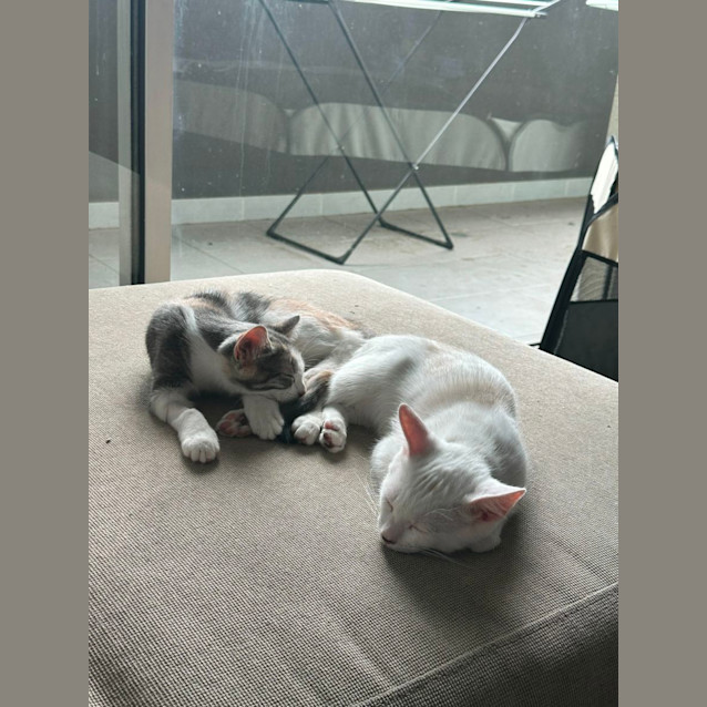 Photo of Remy & Peaches 🐈‍⬛🍑