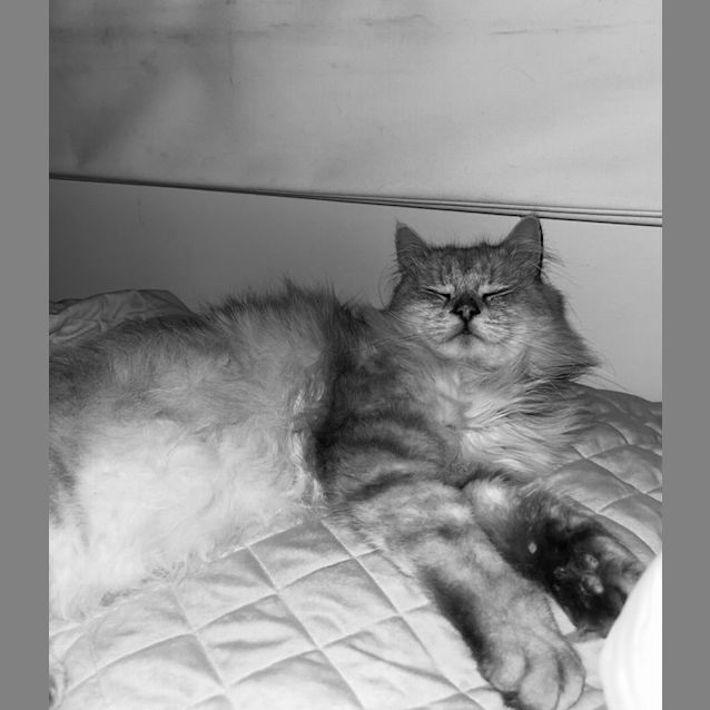 Photo of Binky 