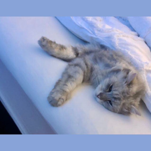 Photo of Binky 