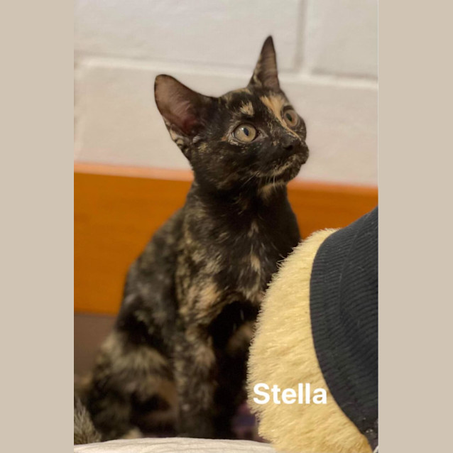 Photo of Stella