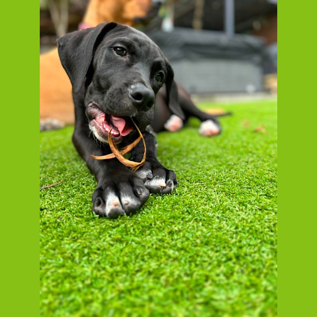 Photo of Porter