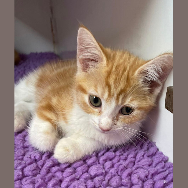 Photo of Peanut