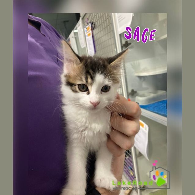 Photo of Sage