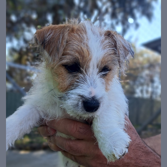 Photo of Duey
