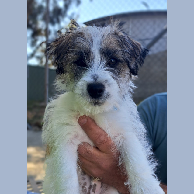 Photo of Louie
