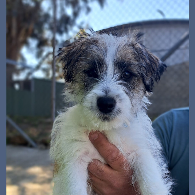 Photo of Louie