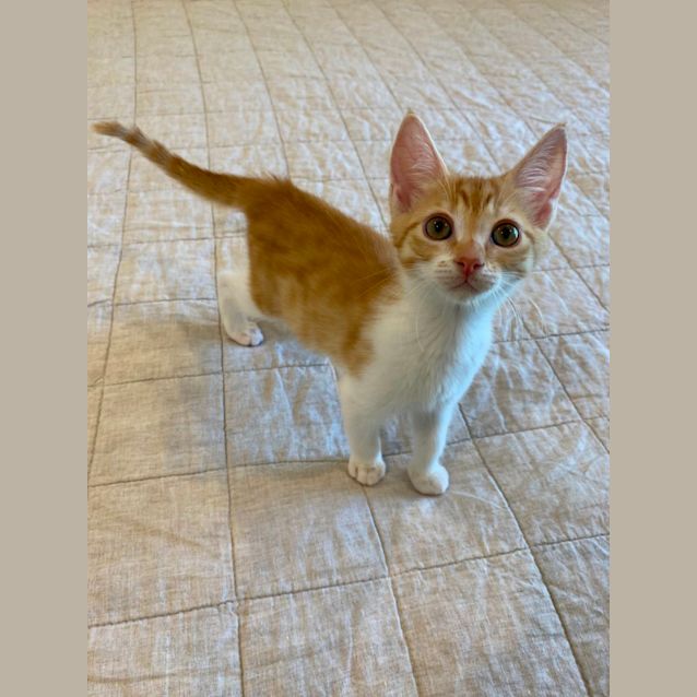 Photo of Bella