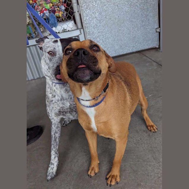 Photo of Dixie & Allie