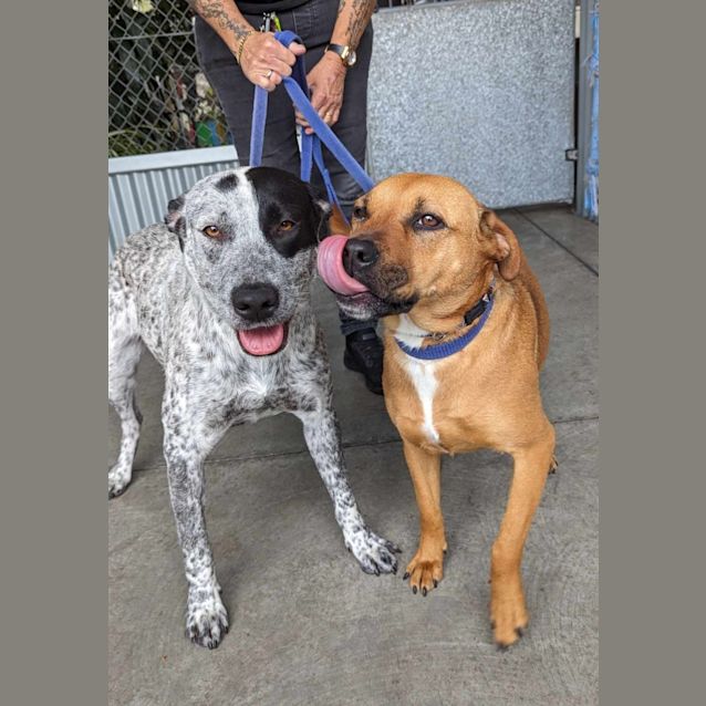 Photo of Dixie & Allie