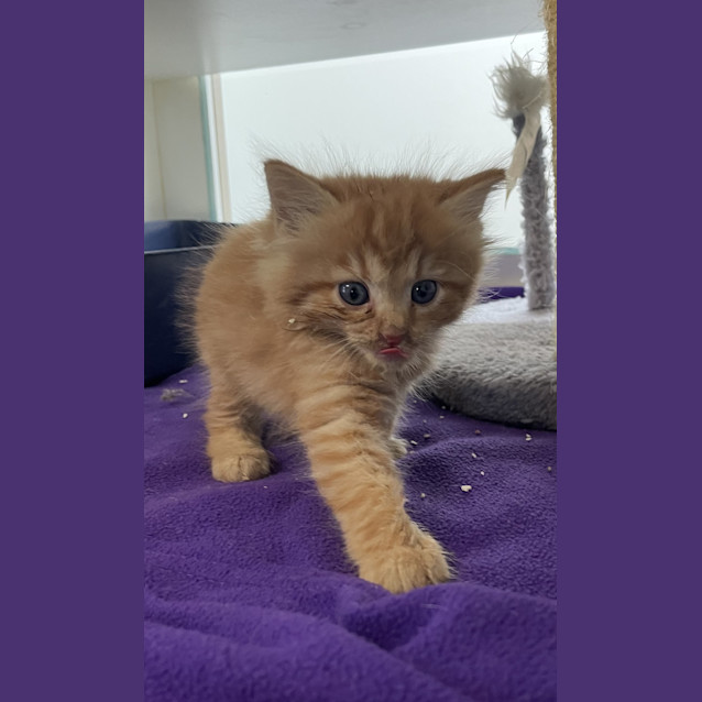 Photo of Waffles
