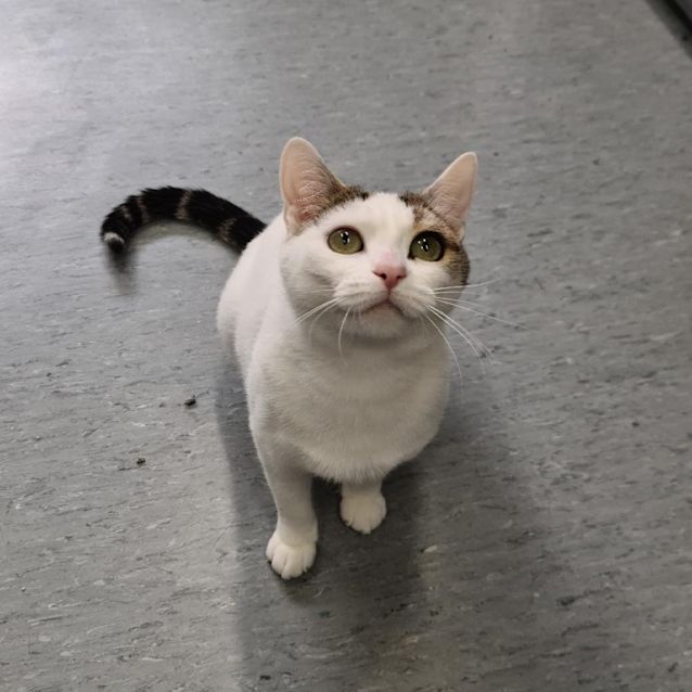 Photo of Cat Whineslet