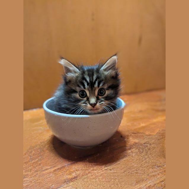 Photo of Astor