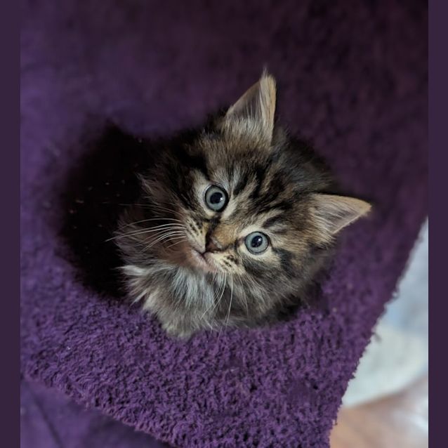 Photo of Astor