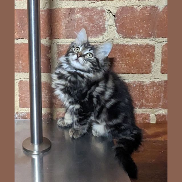 Photo of Astor