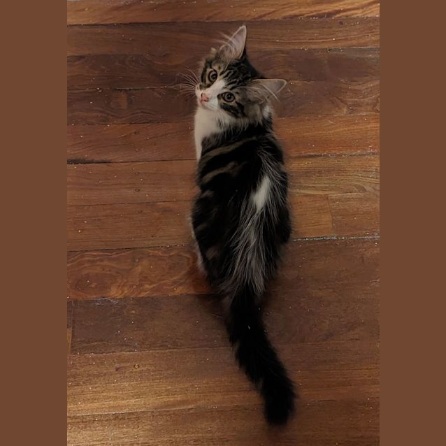 Photo of Spike