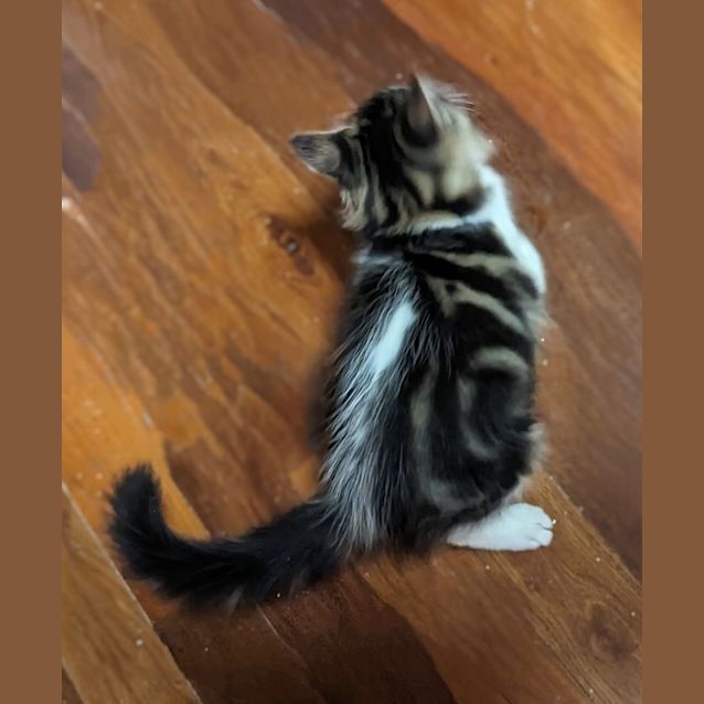 Photo of Spike