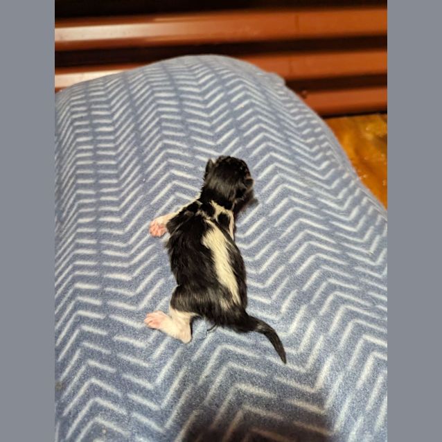 Photo of Spike