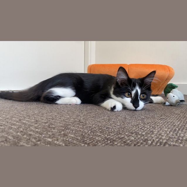 Photo of Taffy