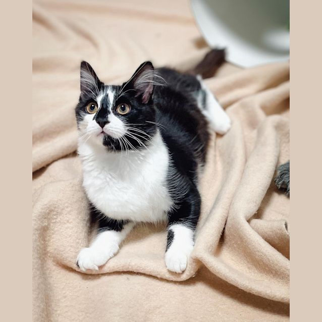 Photo of Taffy