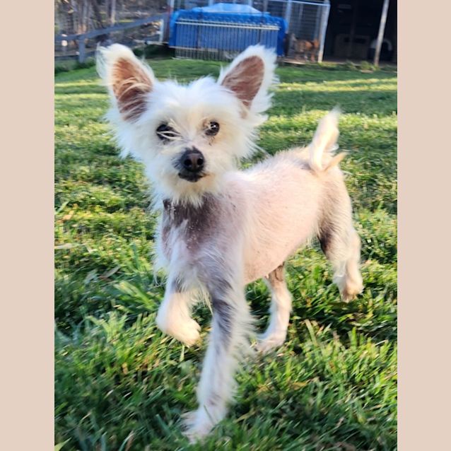 Photo of Lily & Oreo