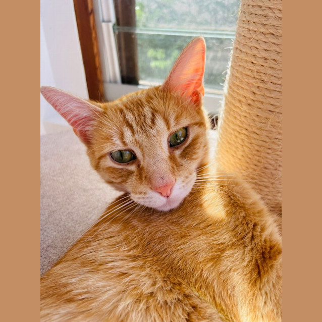 Photo of Ollie The Lover 💗💗💗