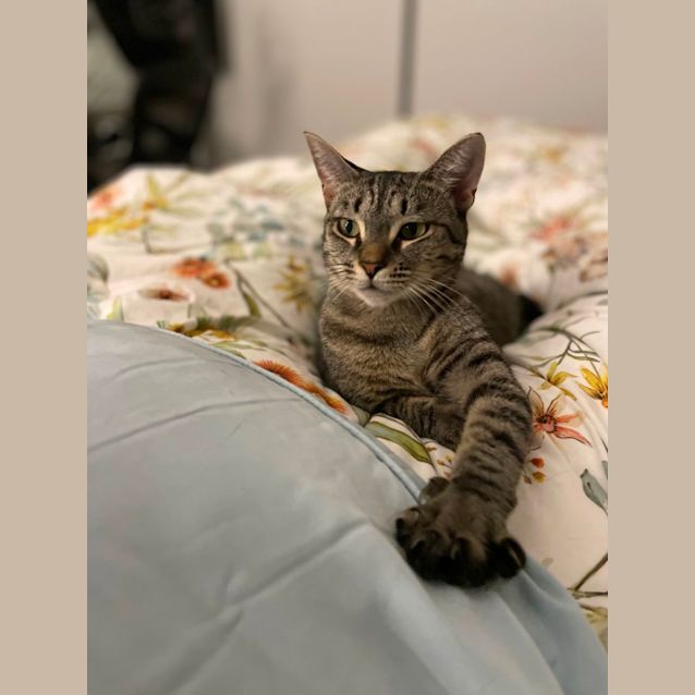 Photo of Tigerlily