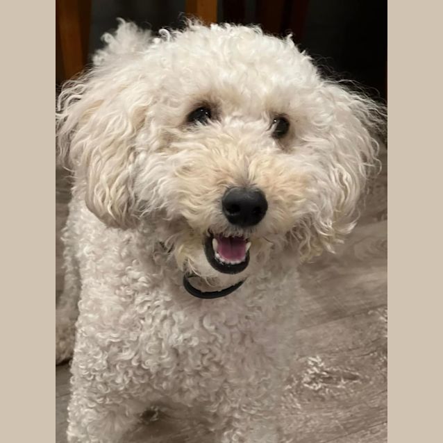 Photo of Kaju 