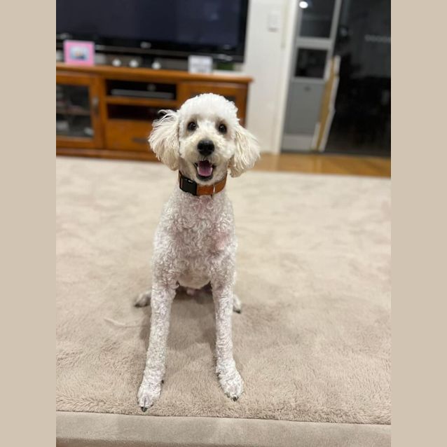 Photo of Kaju 