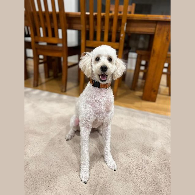 Photo of Kaju 