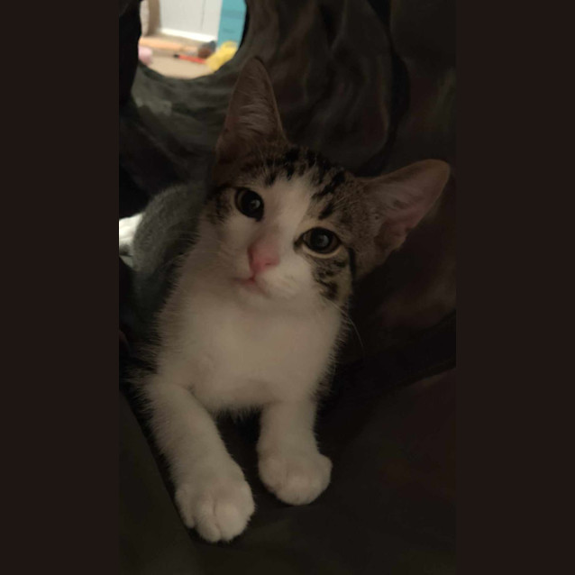 Photo of Coco Girl(b&W) And Baby Boy(tabby)