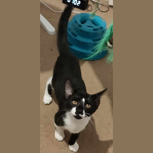 Photo of Coco Girl(b&W) And Baby Boy(tabby)