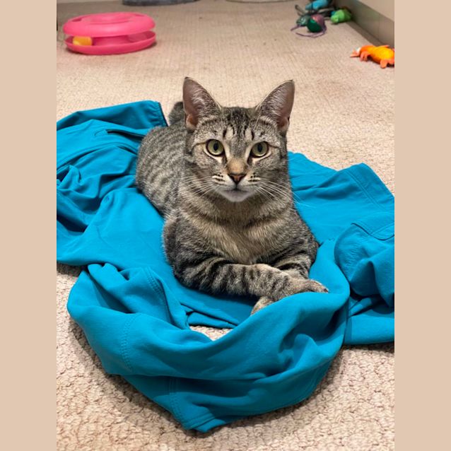 Photo of Tigerlily