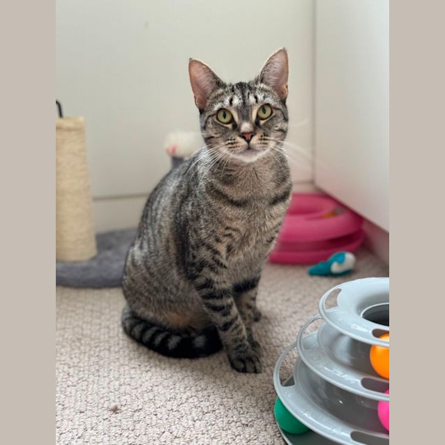 Photo of Tigerlily
