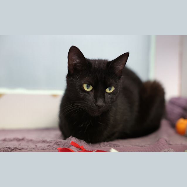 Photo of Minka