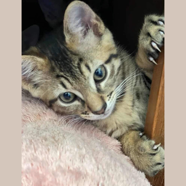 Photo of Gavroche Aka Gav