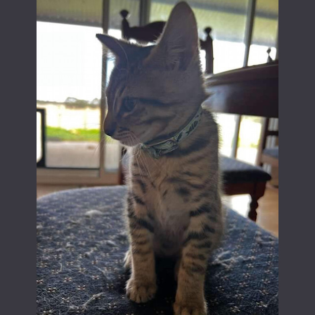 Photo of Gavroche Aka Gav