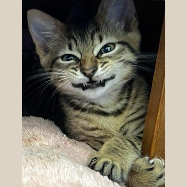 Photo of Gavroche Aka Gav