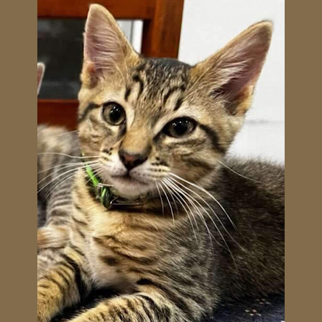 Photo of Gavroche Aka Gav