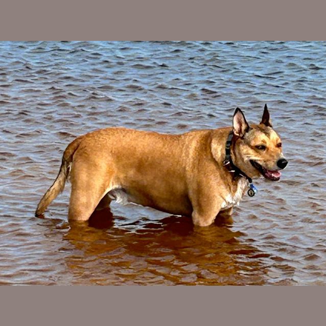 Photo of Buddy   4 Year Old Staffy X (Trial)