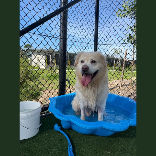 Photo of Falkor Imp 2097