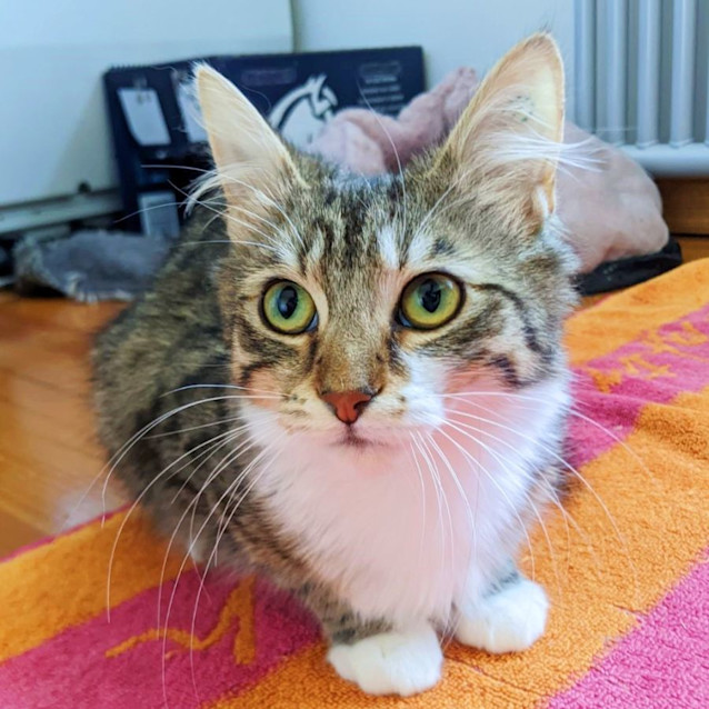 Photo of Lady Guinevere Rsuk011519