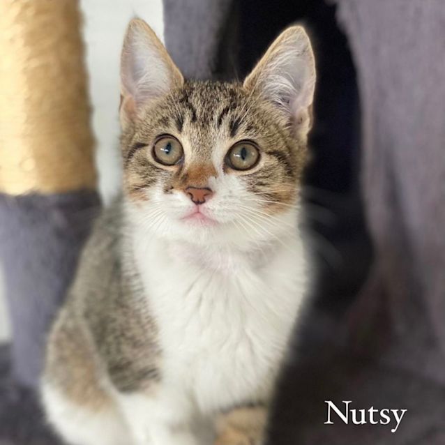 Photo of Nutsy