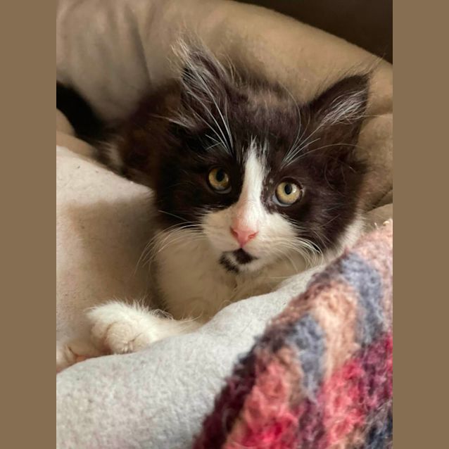 Photo of Violet **2nd Chance Cat Rescue**
