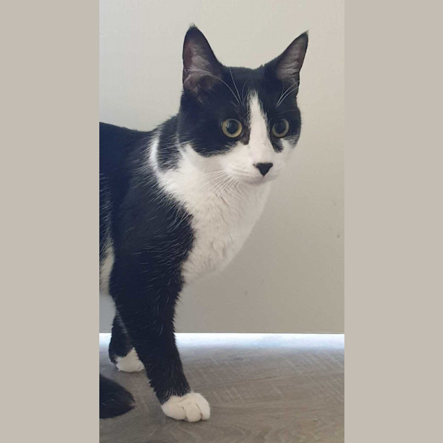 Photo of Cookie Dough